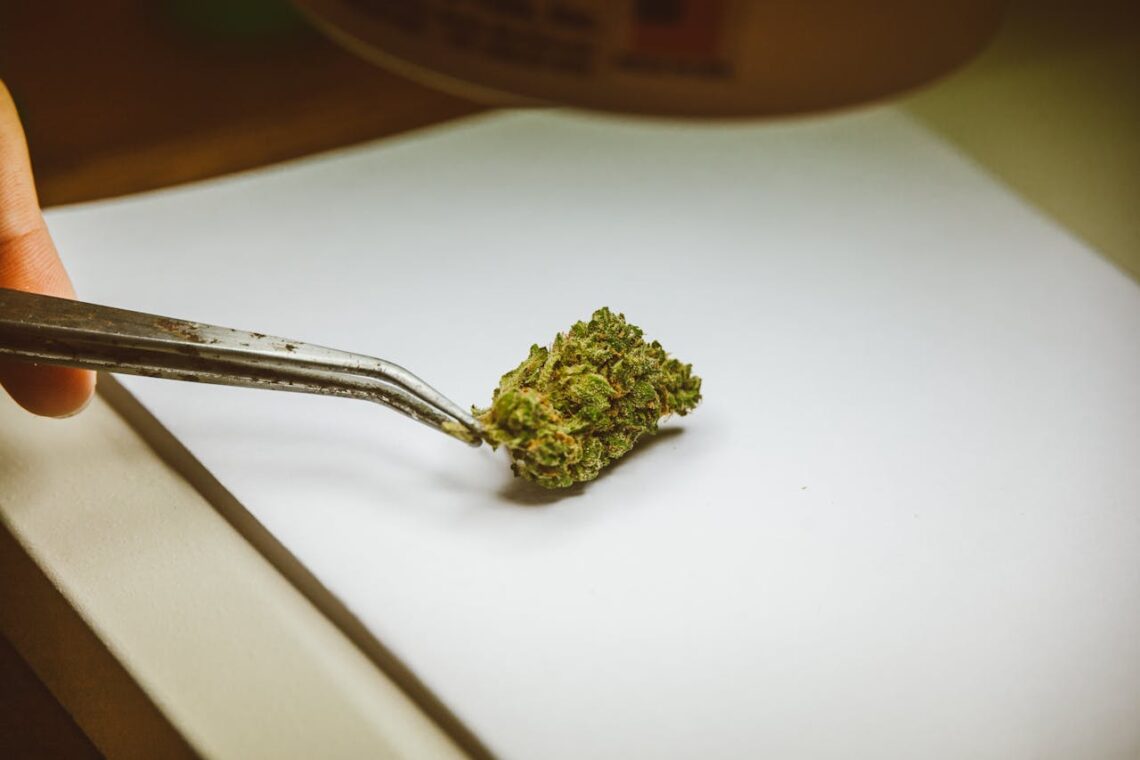 Dispensary SEO in 2026: The Honest Read on What Ranks and What Doesn’t