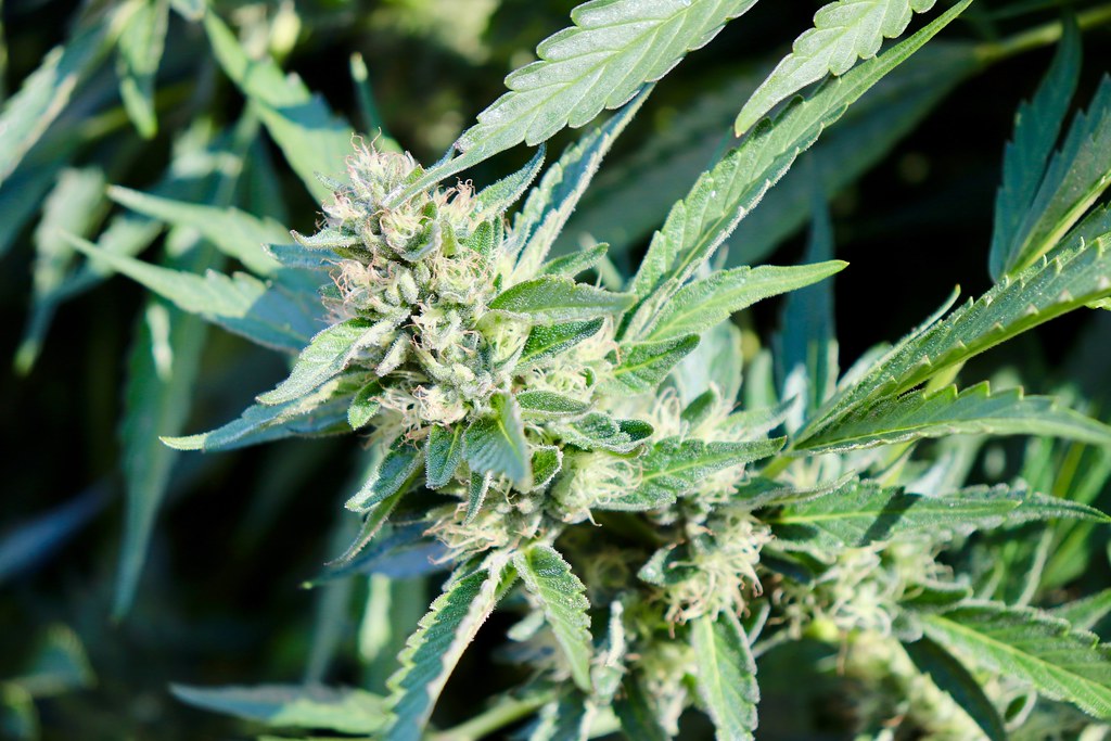 Flowering cannabis plant