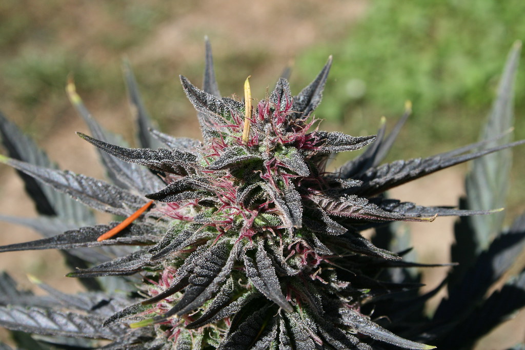 Flowering cannabis plant